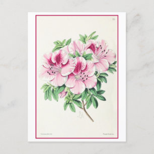 Rosa Azalea Botanische Illustration Vintag Postkarte