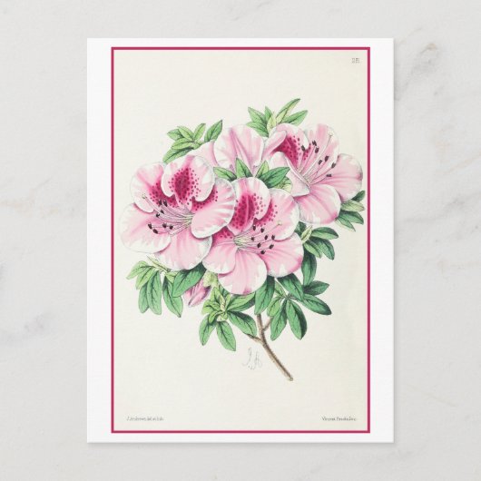 Rosa Azalea Botanische Illustration Vintag Postkarte (Vorderseite)