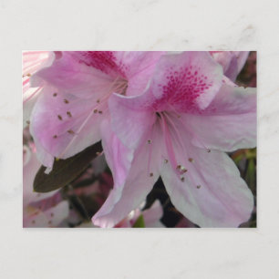 Rosa Azalea Crop 2 Floralfotografie Postkarte