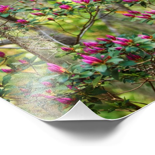 Rosa Azalea Fotodruck (Ecke)