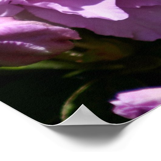 Rosa Azalea Frühlingszeit Blume Poster (Ecke)