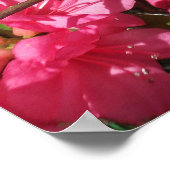 Rosa Azalea Poster (Ecke)