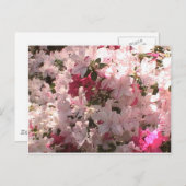 Rosa Azalea Postkarte (Vorne/Hinten)