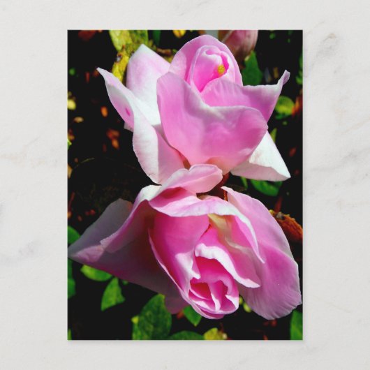 Rosa Azalea Postkarte (Vorderseite)