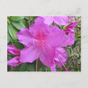 Rosa Azalea Postkarte