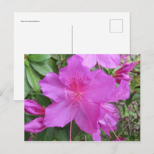 Rosa Azalea Postkarte (Vorne/Hinten)