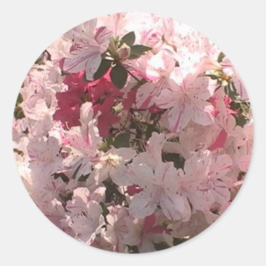 Rosa Azalea Runder Aufkleber (Vorderseite)
