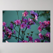 Rosa Azalea und Bedeutung Poster (Vorne)