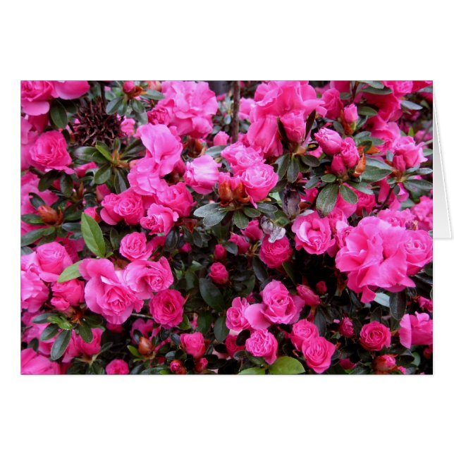 Rosa Azaleen (Vorderseite (Horizontal))