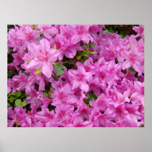ROSA AZALEEN 1 Azaleen Blumen Kunst Drucke Poster