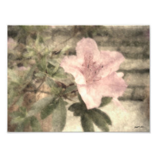 Rosa Azaleen 1 Vintag Fotodruck