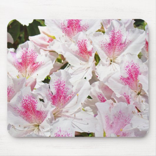 Rosa Azaleen Blume Blumengeschenke Mousepad (Vorne)