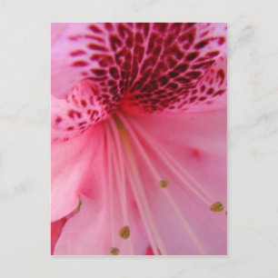 ROSA AZALEEN-BLUMEN 24 POSTKARTE