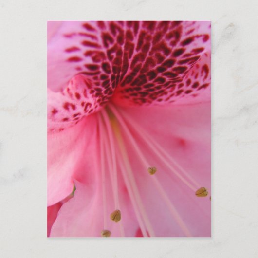 ROSA AZALEEN-BLUMEN 24 POSTKARTE (Vorderseite)