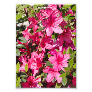 Rosa Azaleen-Blumen Fotodruck