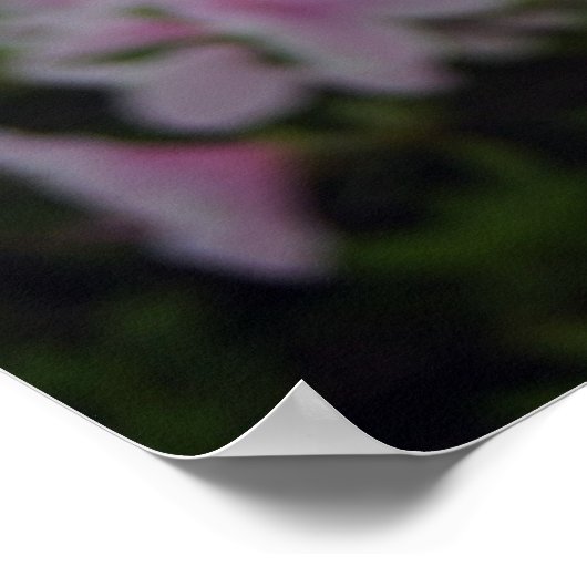 Rosa Azaleen im Frühling Poster (Ecke)