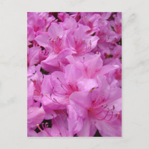 ROSA AZALEENBLÜTEN 31 Azaleen Karten Geschenke Tas