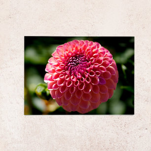 Rosa Ball-Dahlie Leere Grußkarte Feiertagskarte