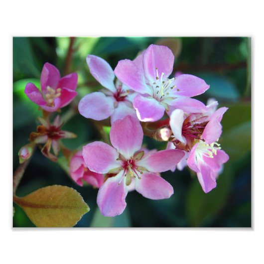 Rosa Ballerina Foto drucken (Vorne)