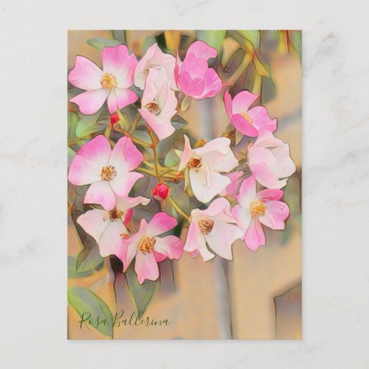 Rosa Ballerina [Postcard] Postkarte (Vorderseite)