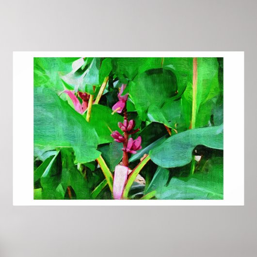 Rosa Banane, rosa Samt aus Musa, Ölgemälde Poster (Vorne)