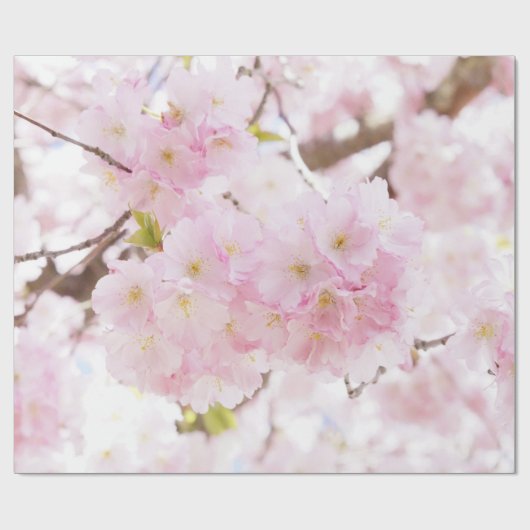 Rosa Baum-Kirschblüte-Kirschblüte Geschenkpapier (Flach)