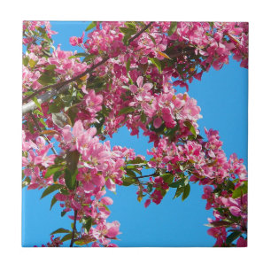 Rosa Baumblüte und blauer Himmel Fliese