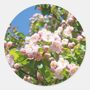 Rosa Baumblüten Aufkleber Umschlag Siegel Frühling
