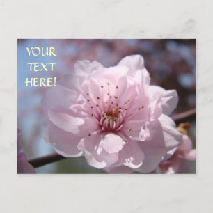 Rosa Baumblüten Postkarte Text anpassen Frühling
