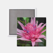 Rosa Beauty Magnet (Vorderseite/Rückseite)