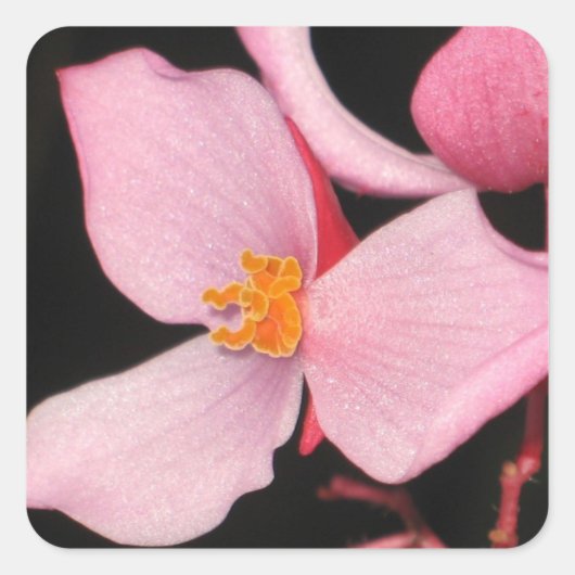 Rosa Begonia Sticker (Vorderseite)