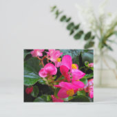 Rosa Begonie Postkarte (Stehend Vorderseite)