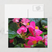 Rosa Begonie Postkarte (Vorne/Hinten)