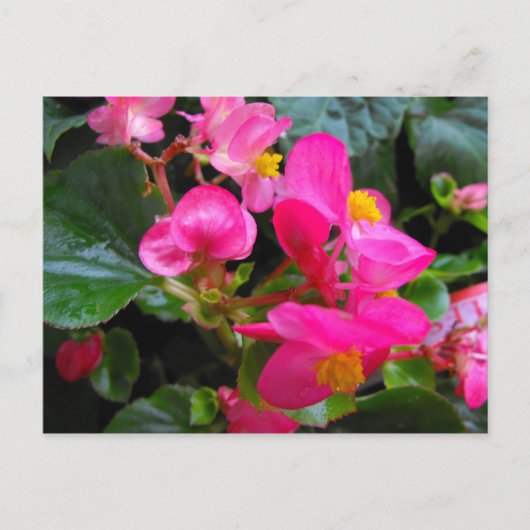 Rosa Begonie Postkarte (Vorderseite)