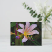 Rosa Belladonna Lily Bloom Postkarte (Stehend Vorderseite)