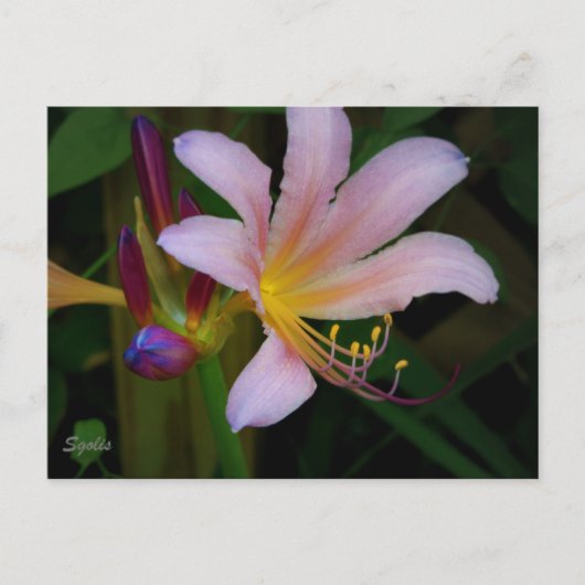 Rosa Belladonna Lily Bloom Postkarte (Vorderseite)