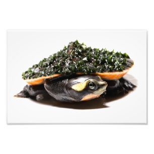 Rosa Belled Sideneck Schildkröte Fotodruck