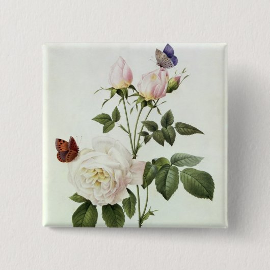 Rosa: Bengale das Hymenes, von 'Les Rosen Button (Vorderseite)