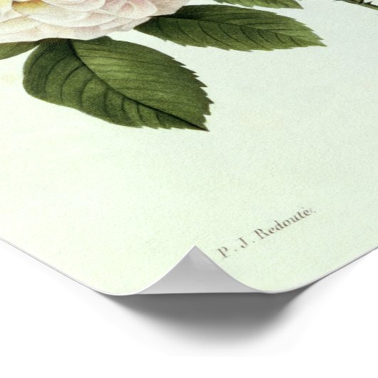 Rosa: Bengale die Hymenes Poster (Ecke)