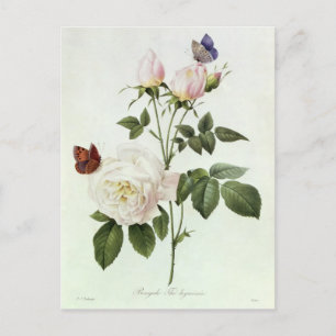 Rosa: Bengale die Hymenes Postkarte