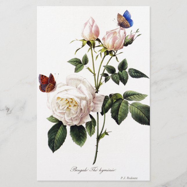 Rosa Bengale - Pierre Joseph Redouté. (Vorderseite)