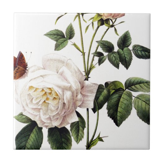 Rosa Bengale - Pierre Joseph Redouté. Fliese (Vorderseite)