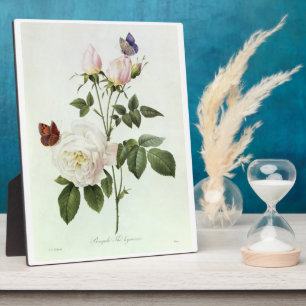 Rosa: Bengale the Hymenes, aus 'Les Roses' Fotoplatte