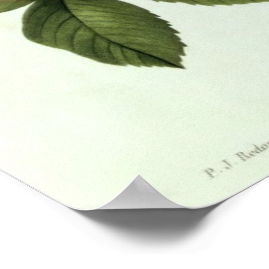 Rosa: Bengale the Hymenes, von 'Les Rose Poster (Ecke)