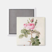 Rosa Bifera Officinalis von "Les Rose" Magnet (Vorderseite/Rückseite)