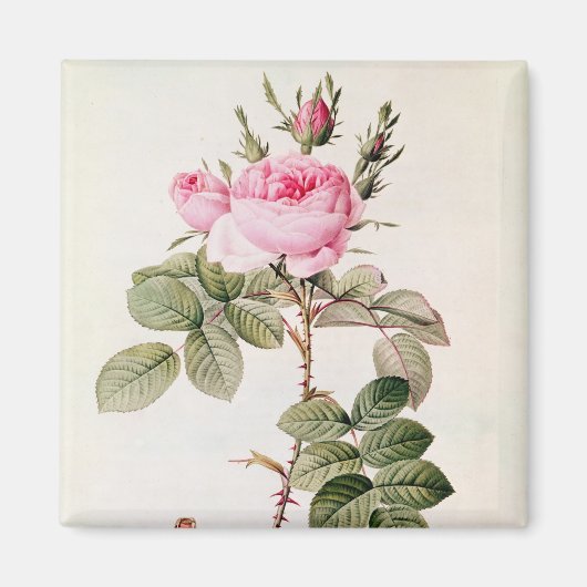 Rosa Bifera Officinalis von "Les Rose" Magnet (Vorne)