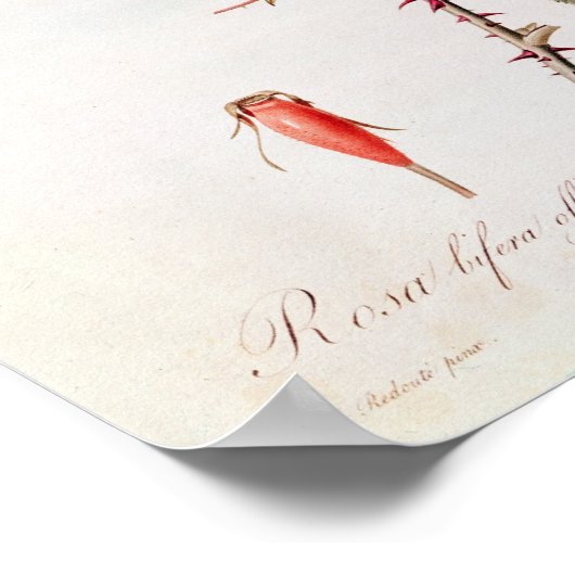 Rosa Bifera Officinalis von "Les Rose" Poster (Ecke)