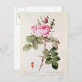 Rosa Bifera Officinalis von "Les Rose" Postkarte (Vorne/Hinten)