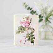 Rosa Bifera Officinalis von "Les Rose" Postkarte (Stehend Vorderseite)