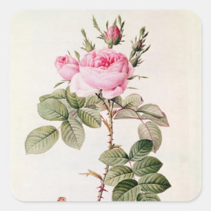 Rosa Bifera Officinalis von "Les Rose" Quadratischer Aufkleber